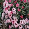 RhododendronYakushimanumAloa.jpg
1024 x 768 px
227.36 kB