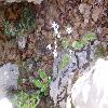 SaxifragaRotundifoliaChrysospleniifolia.jpg
1190 x 892 px
188.04 kB