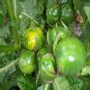 SolanumMacrocarpon2.jpg
1127 x 845 px
99.24 kB