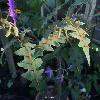 SolanumPyracanthos2.jpg
899 x 802 px
192.03 kB