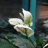 SpathiphyllumBlandum3.jpg
720 x 960 px
245.19 kB