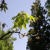 SterculiaPlatanifolia2.jpg
1127 x 845 px
155.48 kB