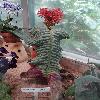 StreptocarpusDunnii.jpg
720 x 960 px
336.8 kB
