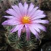 ThelocactusLeucacanthusehrenbergii3.jpg
761 x 844 px
82.54 kB