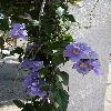 ThunbergiaGrandiflora.jpg
656 x 983 px
291.45 kB
