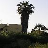TrachycarpusFortunei10.jpg
722 x 963 px
206.23 kB