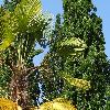 TrachycarpusWagnerianus2.jpg
1200 x 900 px
438.86 kB