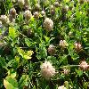 TrifoliumFragiferum2.jpg
1200 x 900 px
269.78 kB