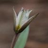TulipaBiflora2.jpg
518 x 800 px
168.07 kB