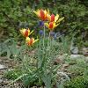 TulipaClusianaChrysantha.jpg
798 x 1200 px
516.11 kB