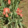 TulipaLinifolia4.jpg
1120 x 840 px
163.74 kB