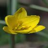 TulipaUniflora2.jpg
508 x 800 px
161.85 kB