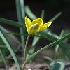 TulipaUniflora.jpg
532 x 800 px
159.54 kB